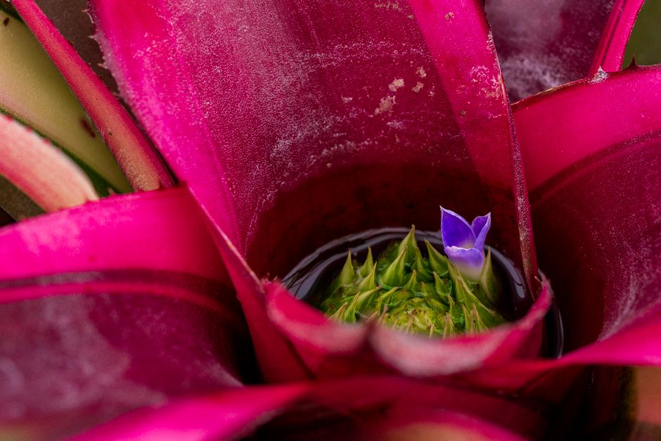Fotomural Una vista detallada de una flor de bromelia de color rosa brillante que muestra sus vibrantes colores y sus intrincados detalles.