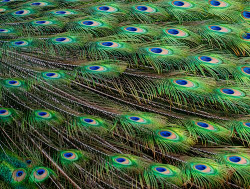 Free Detailed close-up of colorful peacock feathers displaying eye-like patterns. Stock Photo