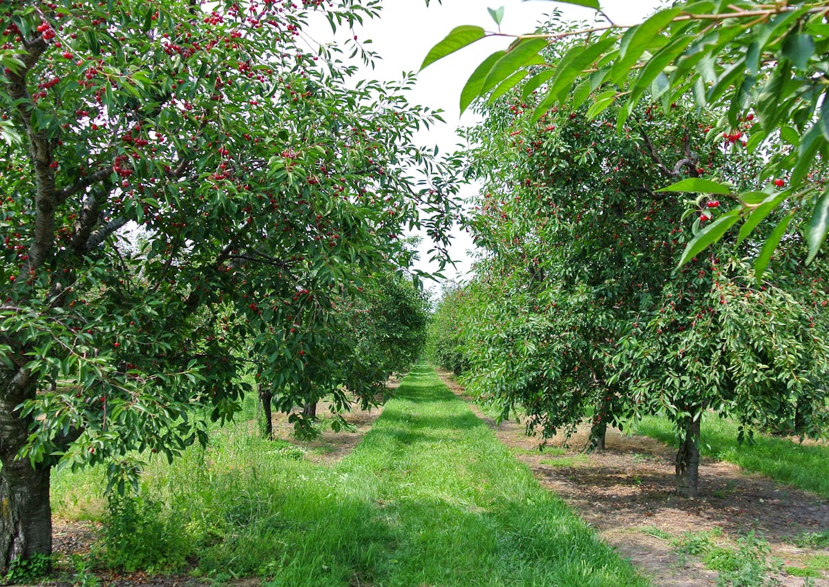 Iced matcha latte with plant milk served in a clear glass with ice