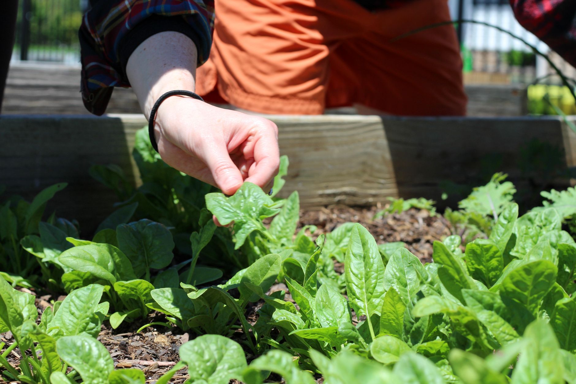 Unlocking Bound Nutrients: Identifying and Resolving Nutrient Lockout in Established Garden Beds for Robust Plant Growth