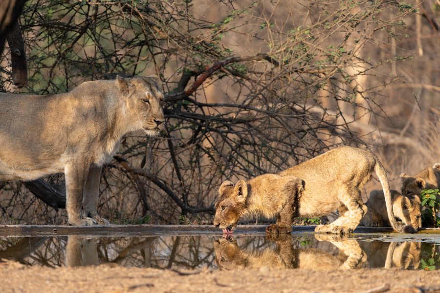 Sasan Gir (Talala) photo 4