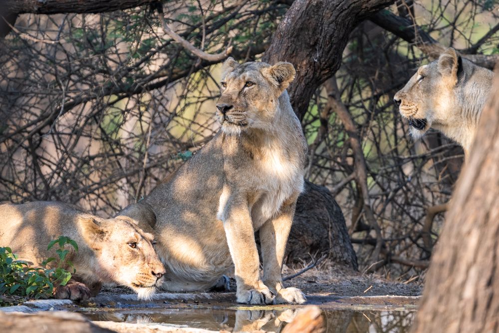A pride of Asiatic lions resting in Sasan Gir National Park