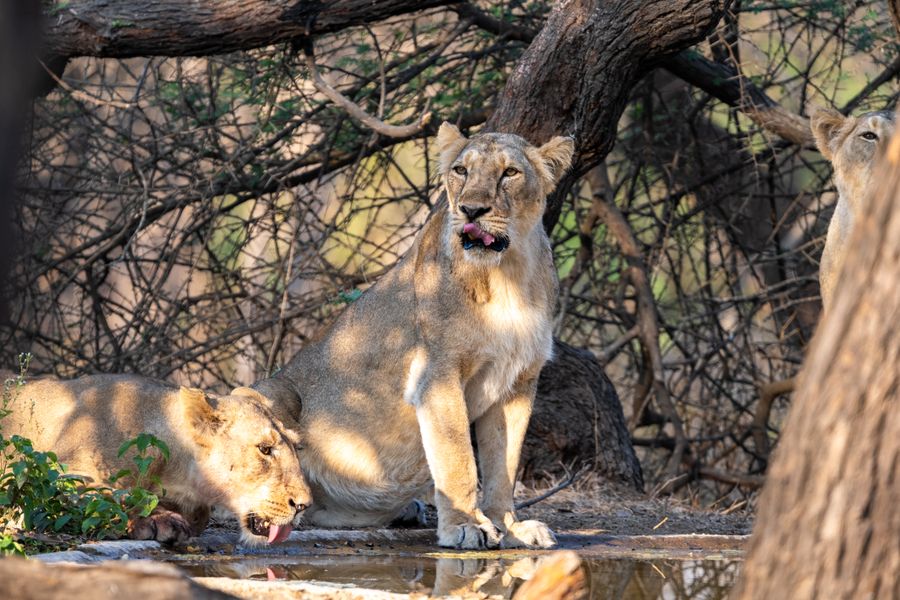 Gir National Park photo 4