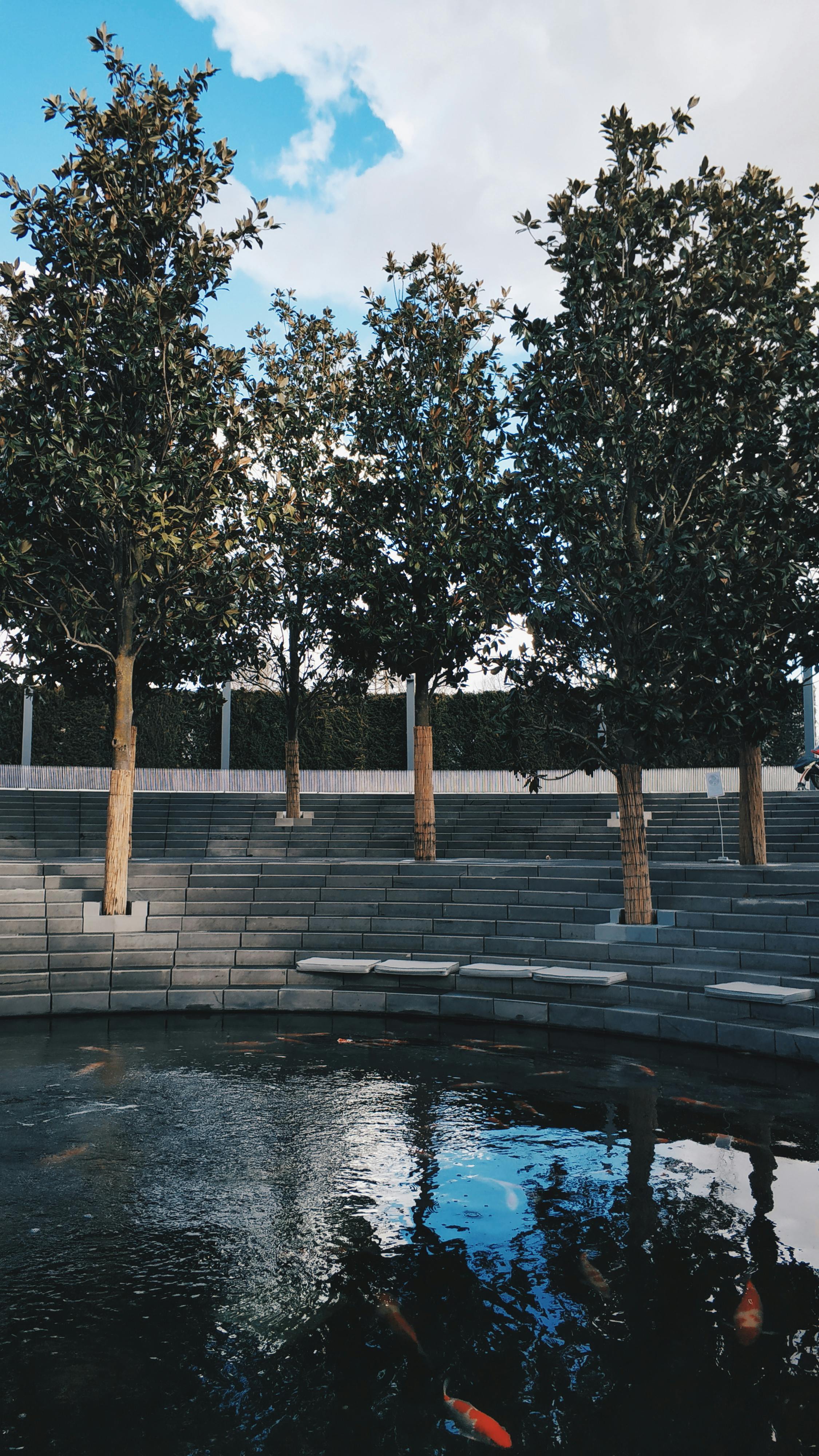 Free Serene outdoor amphitheater with trees and koi pond under a clear sky. Stock Photo