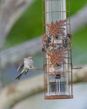 A chipping sparrow perches on a decorative metal bird feeder outdoors.