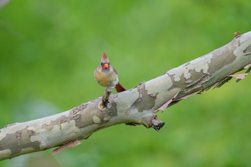 Free A female Northern Cardinal perched on a branch against a lush green background. Stock Photo