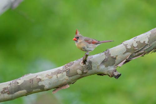 Free Female Northern Cardinal bird perched on a tree branch with green blurred background. Stock Photo