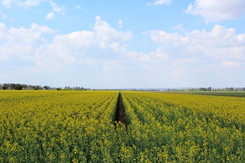 Free Expansive yellow colza field under a blue sky with clouds in Strasshof, Austria. Stock Photo