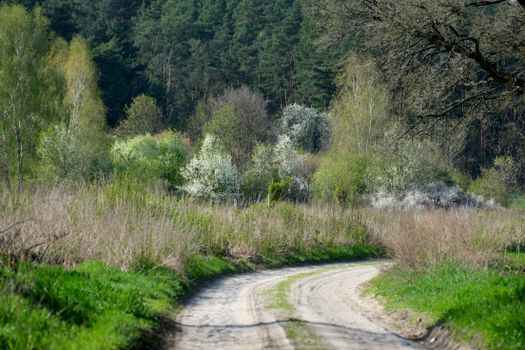 A serene dirt path winds through a lush, green spring forest with blooming trees.