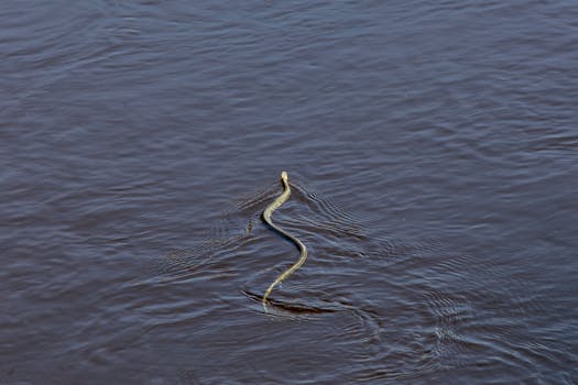 A snake gracefully swims across a tranquil water surface in Estonia, showcasing its natural beauty.