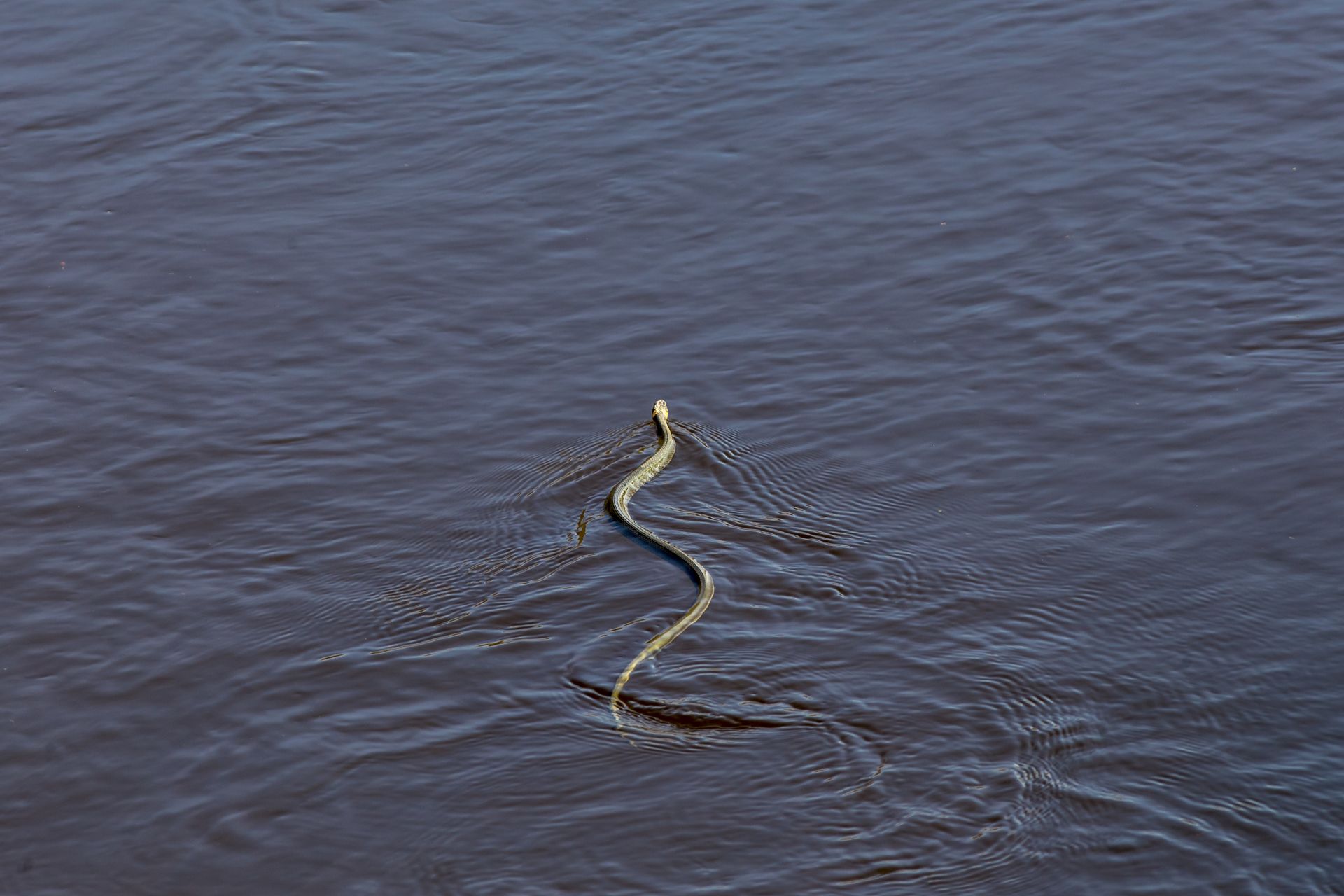 A snake gracefully swims across a tranquil water surface in Estonia, showcasing its natural beauty.