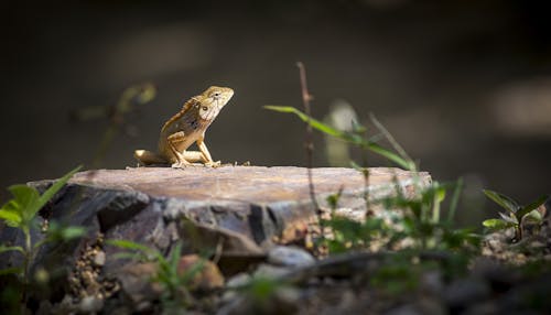 Free Brown and Black Lizard on Brown Wood Stock Photo