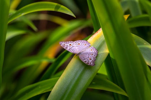 бесплатная Селективный фокус фото фиолетовой бабочки на зеленом листе Стоковое фото