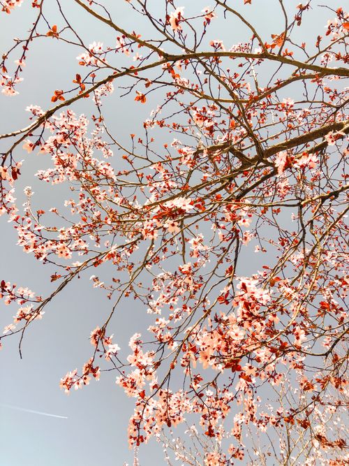 Free A stunning view of cherry blossoms in full bloom against a clear sky, capturing spring's essence. Stock Photo