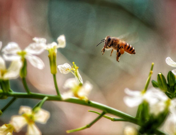 Close-Up Photo Of Wasp Flying