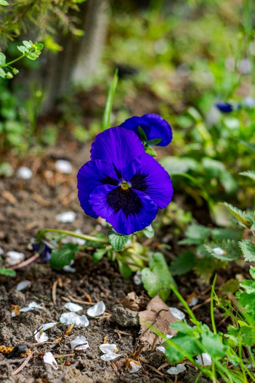 Free Close-up of a vibrant purple pansy flower growing in a lush garden setting. Stock Photo