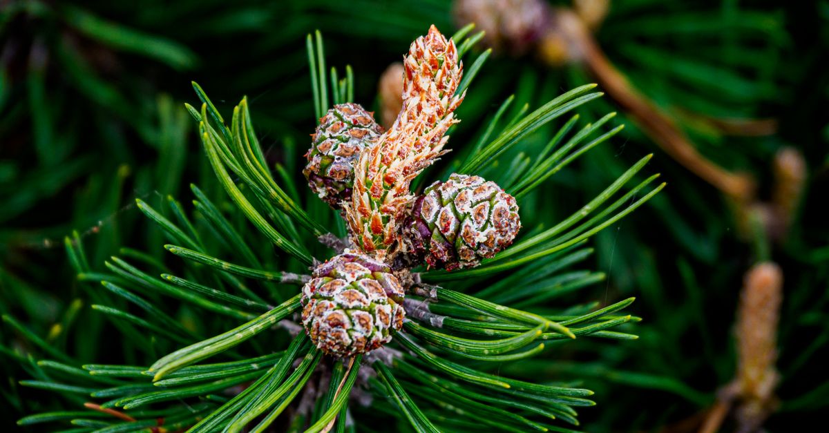 Detailed view of pine tree branch with young cones and needles, showing natural patterns and textures.