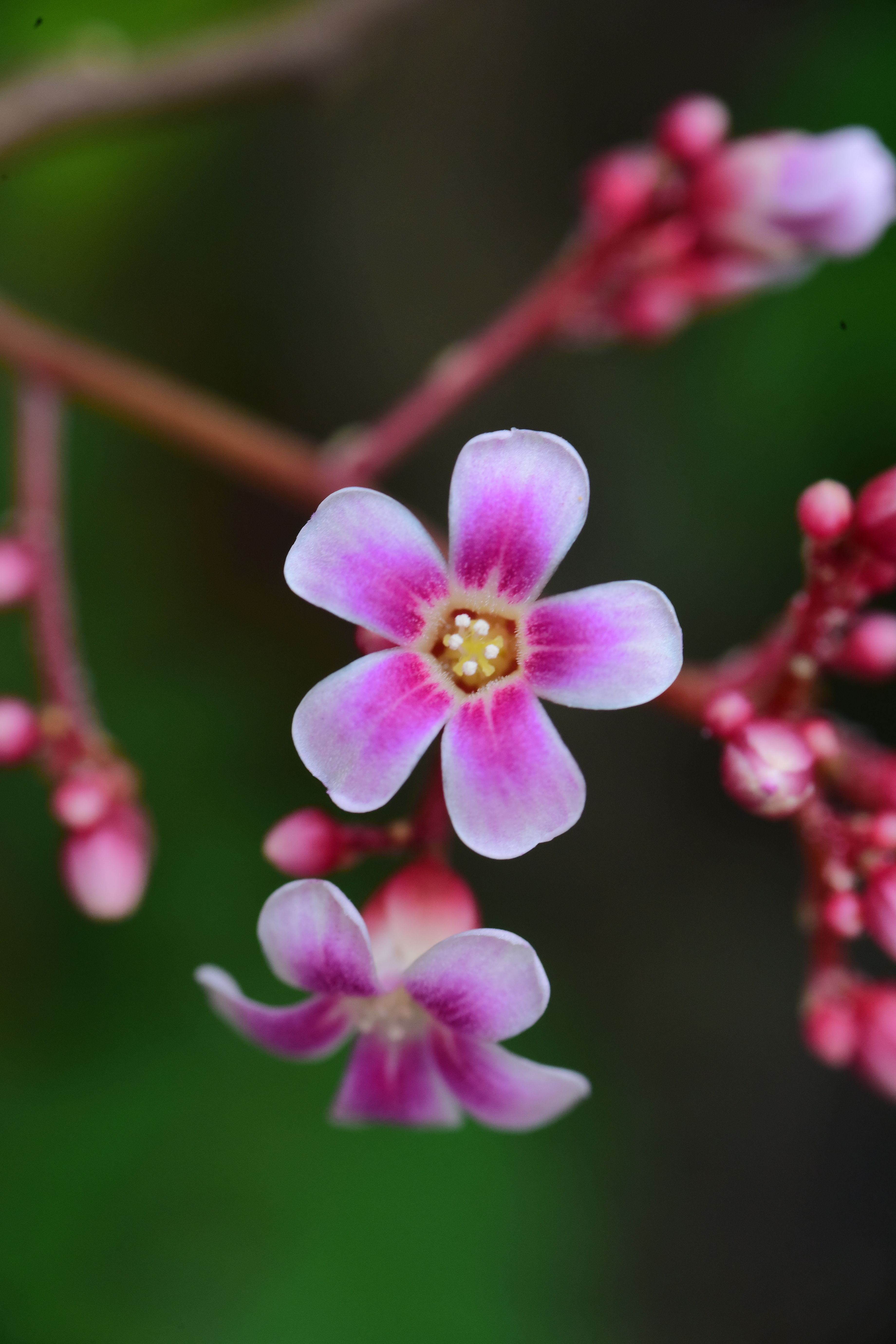 [ColoSach]-beautiful-close-up-of-a-pink-starflower-showcasing-its-vibrant-petals-and-natural-beauty.