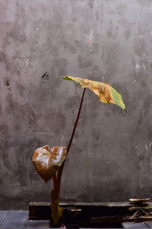 Free A minimalist view of a plant with large leaves against a textured concrete wall. Stock Photo