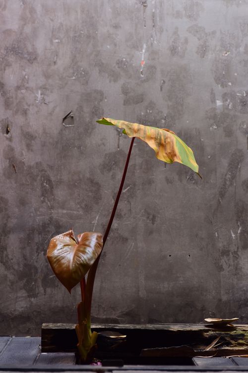 Free Single tropical plant with large green leaves against a rough concrete wall. Stock Photo