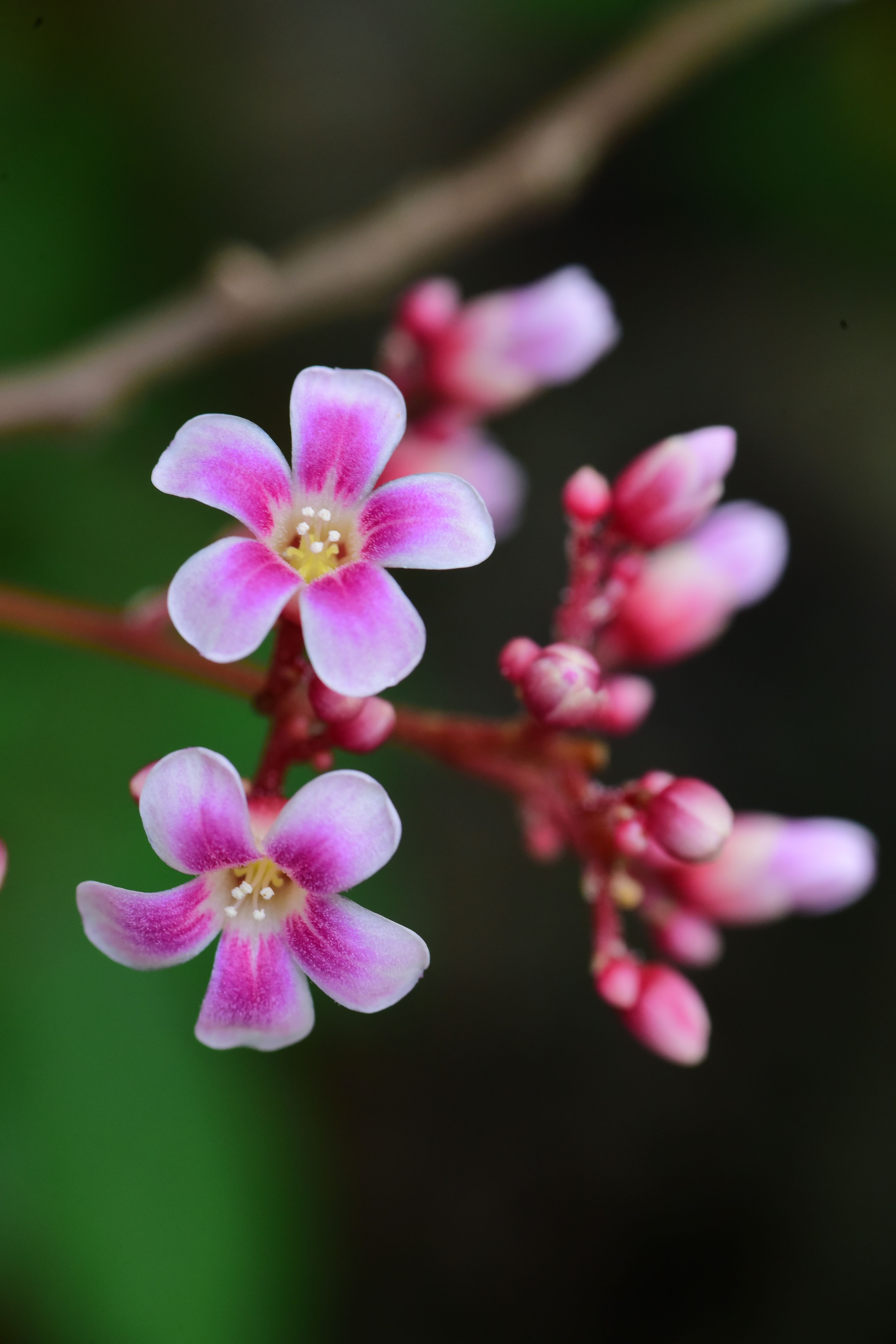 [ColoSach]-delicate-pink-starfruit-flowers-with-buds-in-close-up-view.