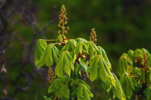 Free Bright green horse chestnut leaves and buds captured in natural outdoor setting during spring. Stock Photo