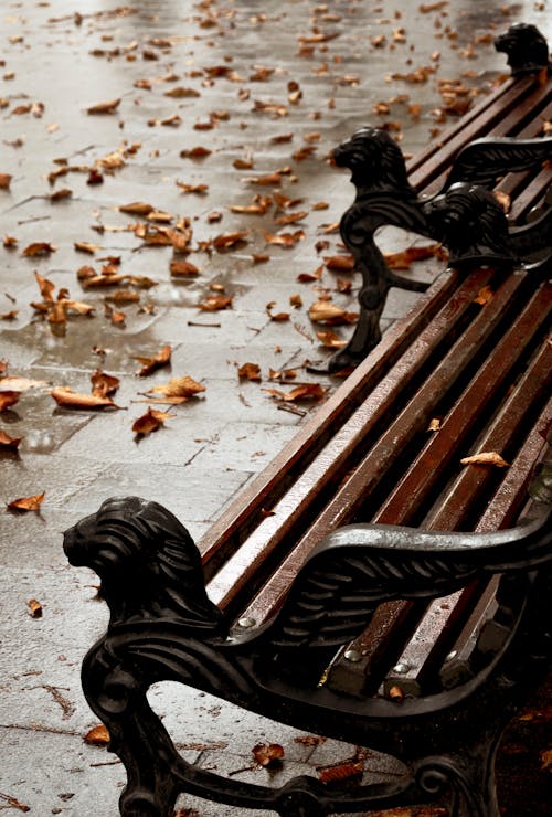 Photo of Wet Wooden Bench