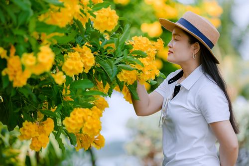 Free A woman in a straw hat enjoys fragrant yellow flowers in a summer garden. Stock Photo