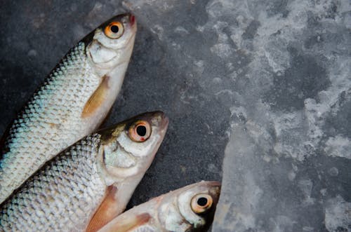 Pescado Plateado Y Naranja Sobre Hielo