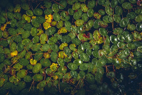 Free stock photo of leaf, pond, water Stock Photo