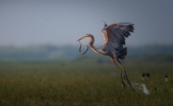 A majestic great blue heron captures a snake while gracefully flying over a wetland.