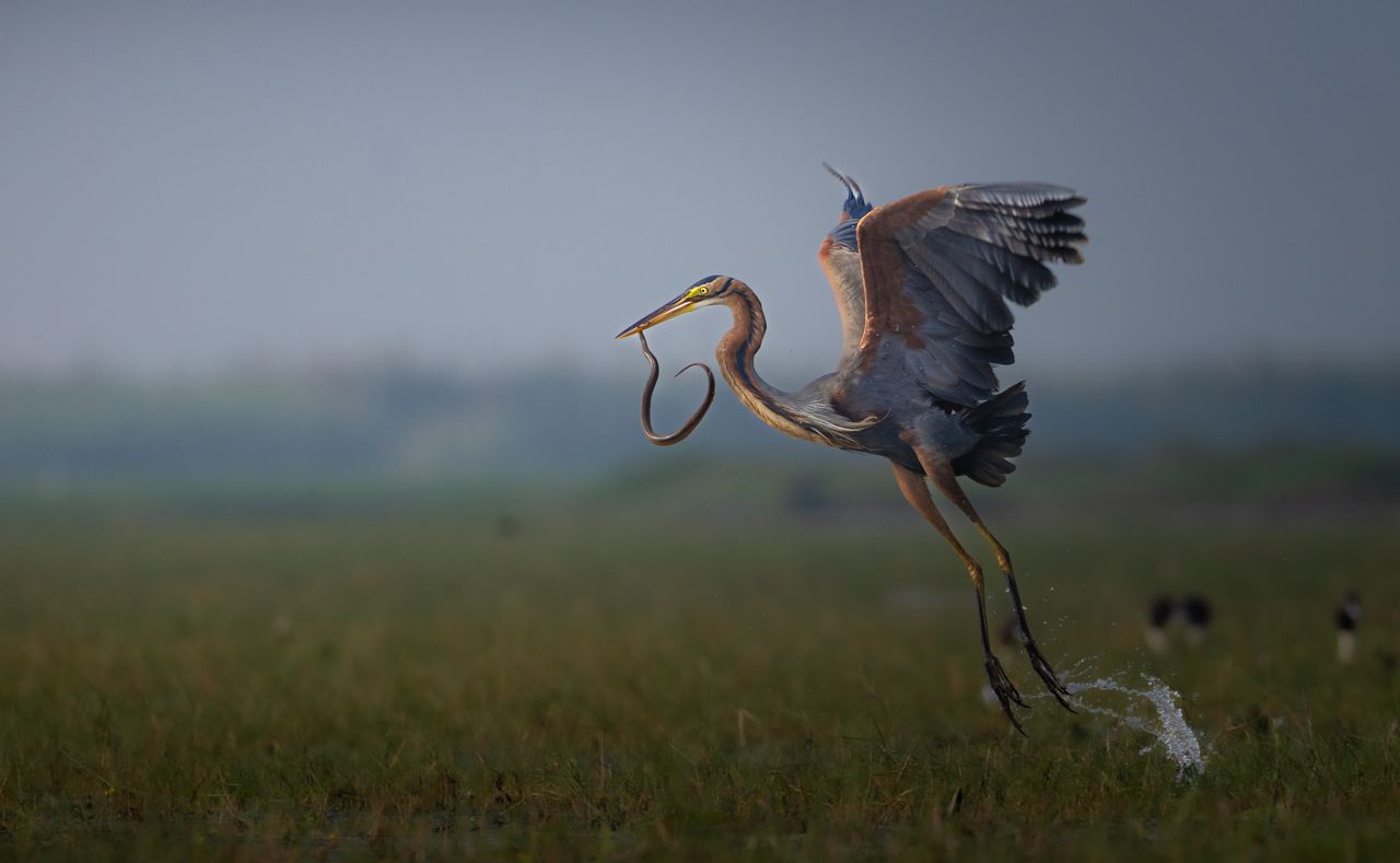 a majestic great blue heron captures a snake while gracefully flying o