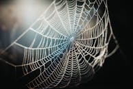 在柔和的阳光下，蜘蛛网的特写镜头闪烁着晨露