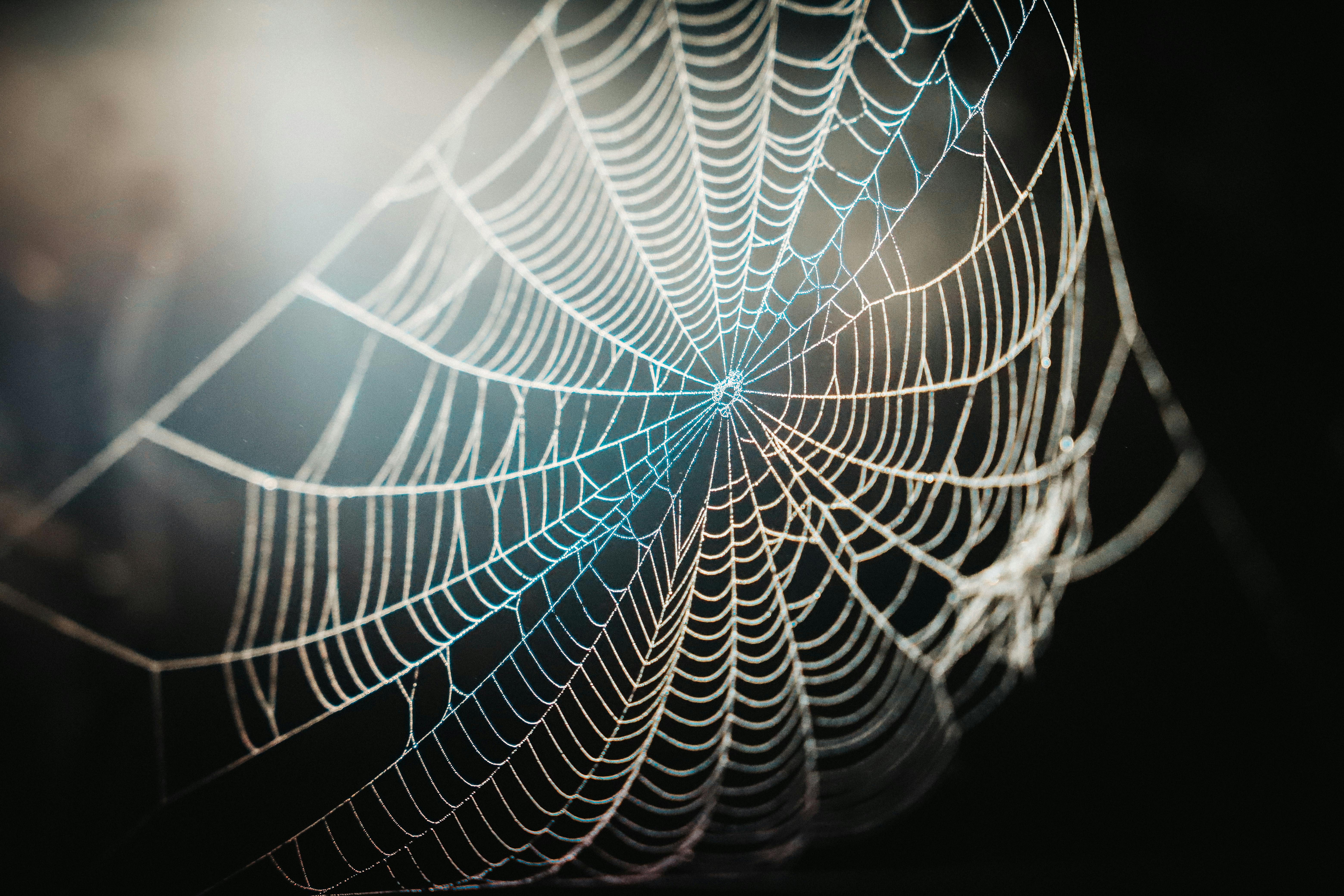 Spider web copy space hi-res stock photography and images - Alamy