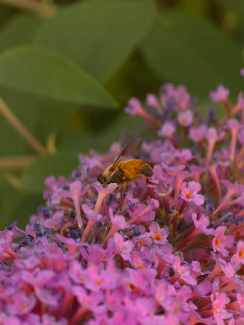 Free Detailed macro shot of a bee on pink Buddleja flowers in Alanya, showcasing nature's pollination process. Stock Photo
