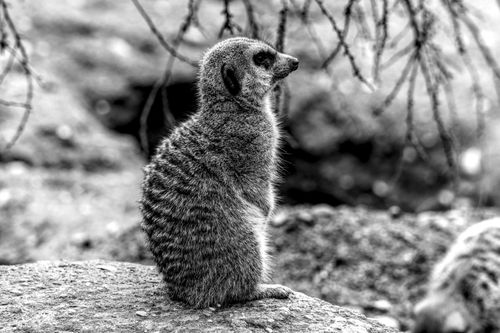 Free A stunning black and white portrait of a meerkat sitting in profile, showcasing its natural habitat. Stock Photo