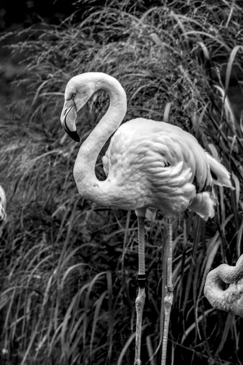 Free Artistic black and white photo of a lone flamingo standing elegantly. Stock Photo
