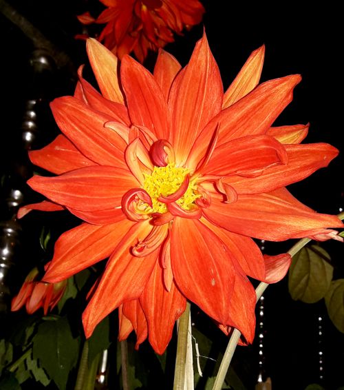 Free stock photo of beautiful flower, orange flower Stock Photo