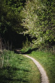 A tranquil scenic pathway through Bielefeld's lush green forest during springtime, offering a peaceful nature escape.