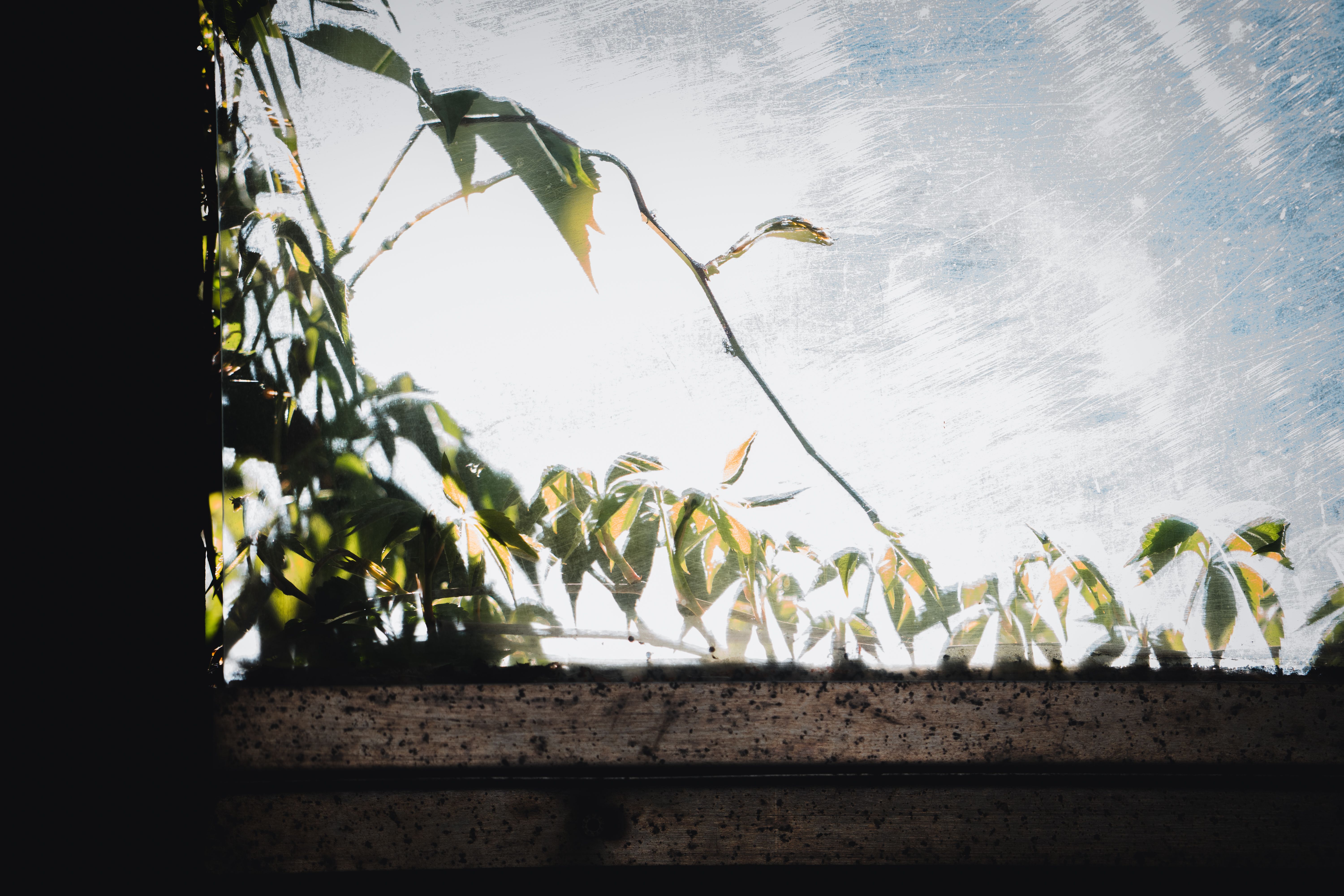 Fotografia abstrata de folhas projetando sombras em uma janela ensolarada, criando uma cena serena e artística.