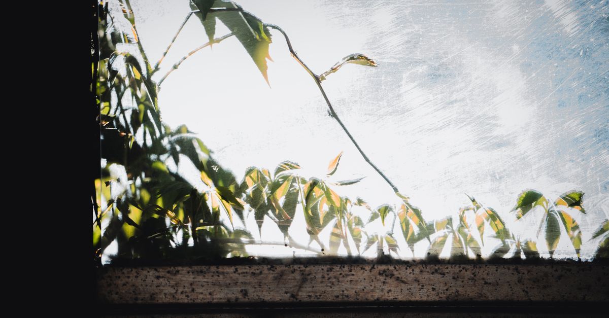 Fotografia abstrata de folhas projetando sombras em uma janela ensolarada, criando uma cena serena e artística.