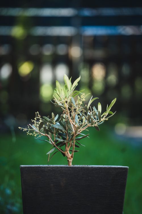 Free Potted olive tree on a sunny day, perfect for garden-themed projects. Stock Photo