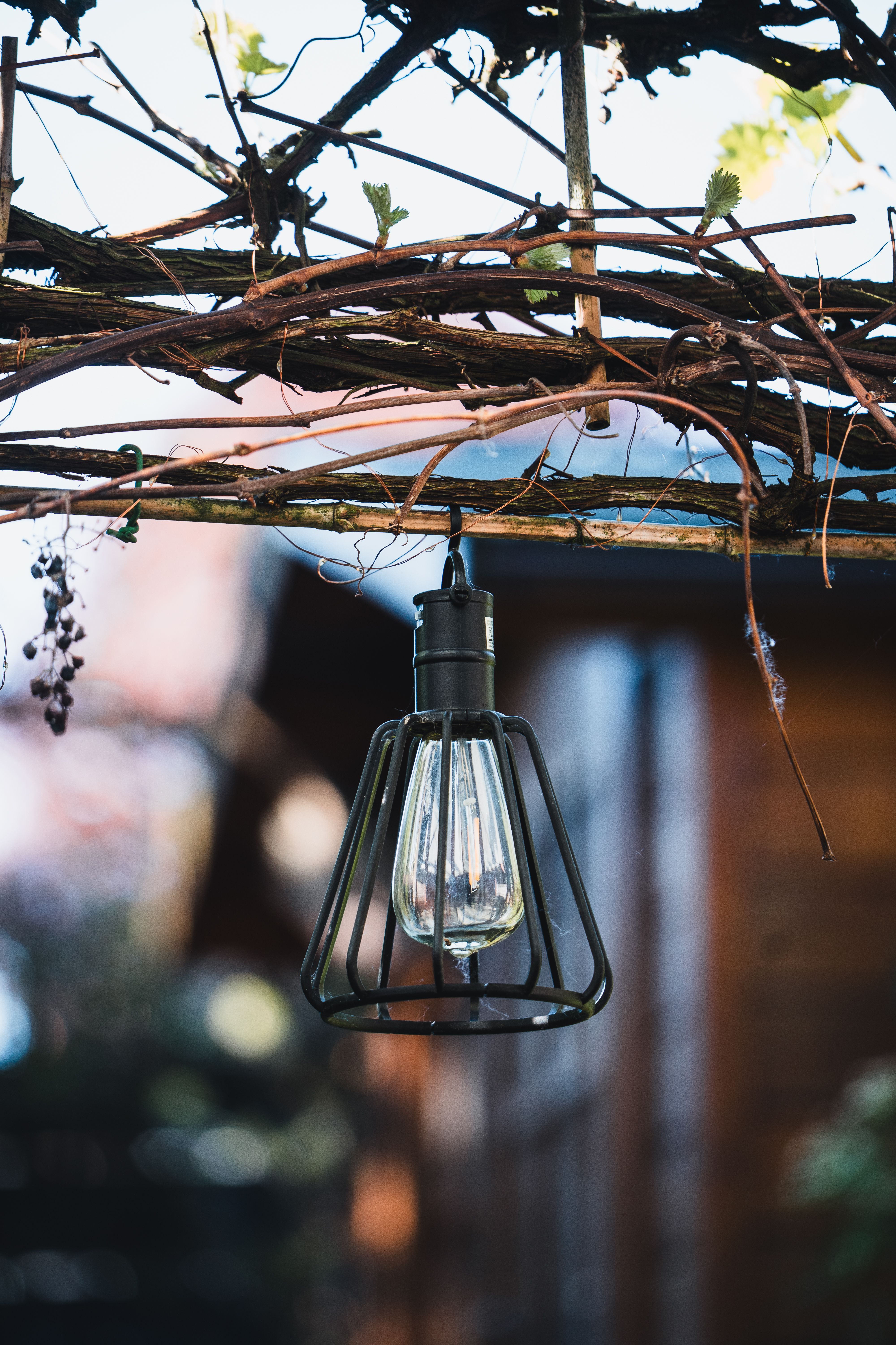 A vintage bulb hanging from a rustic pergola entwined with vines, creating a cozy outdoor ambiance.