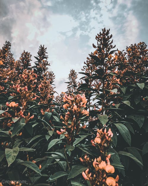 Gratis stockfoto met moeder natuur, natuur