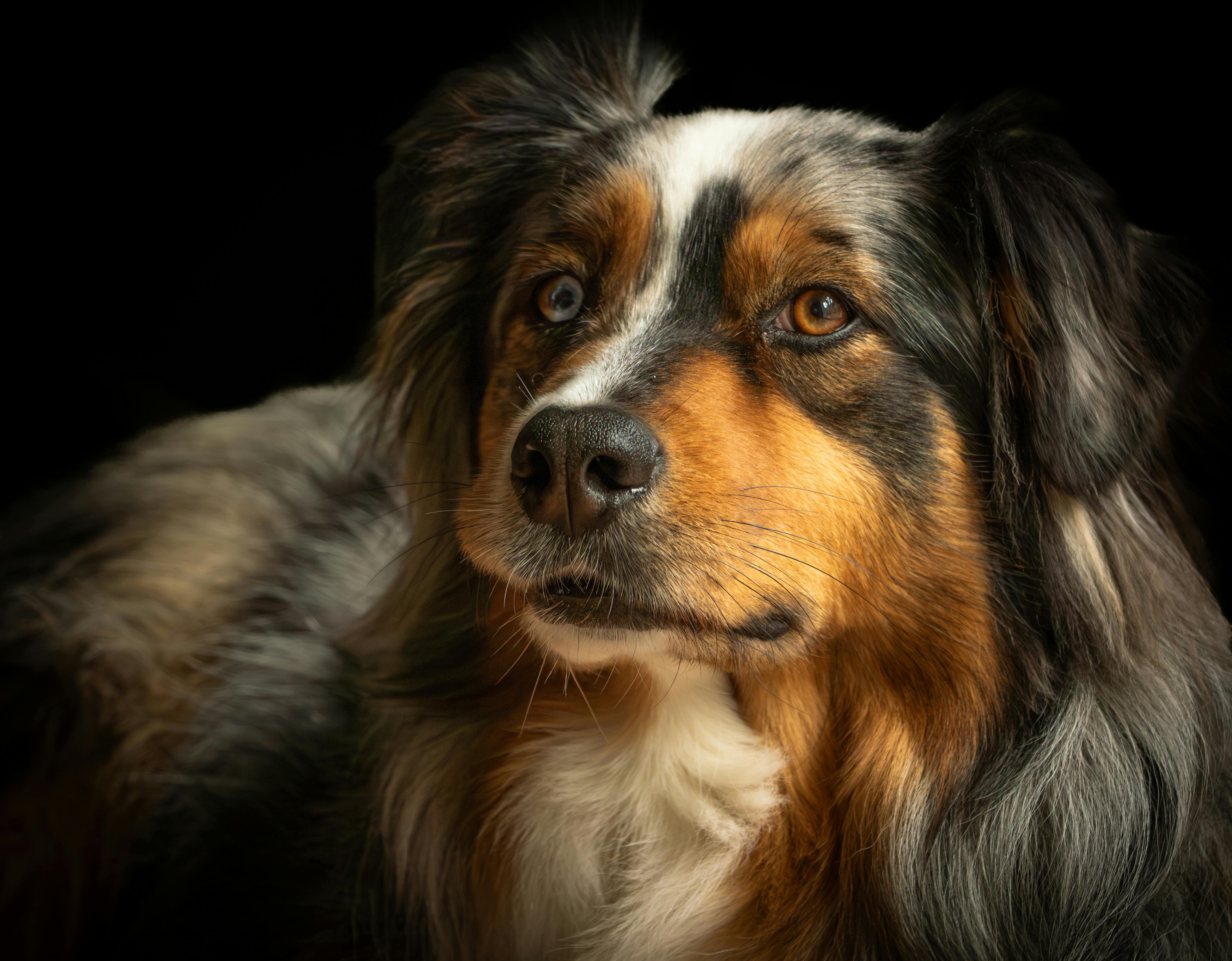 pet care, pet health, pet safety, pet grooming — Photo by Thierry Cuzin on Pexels