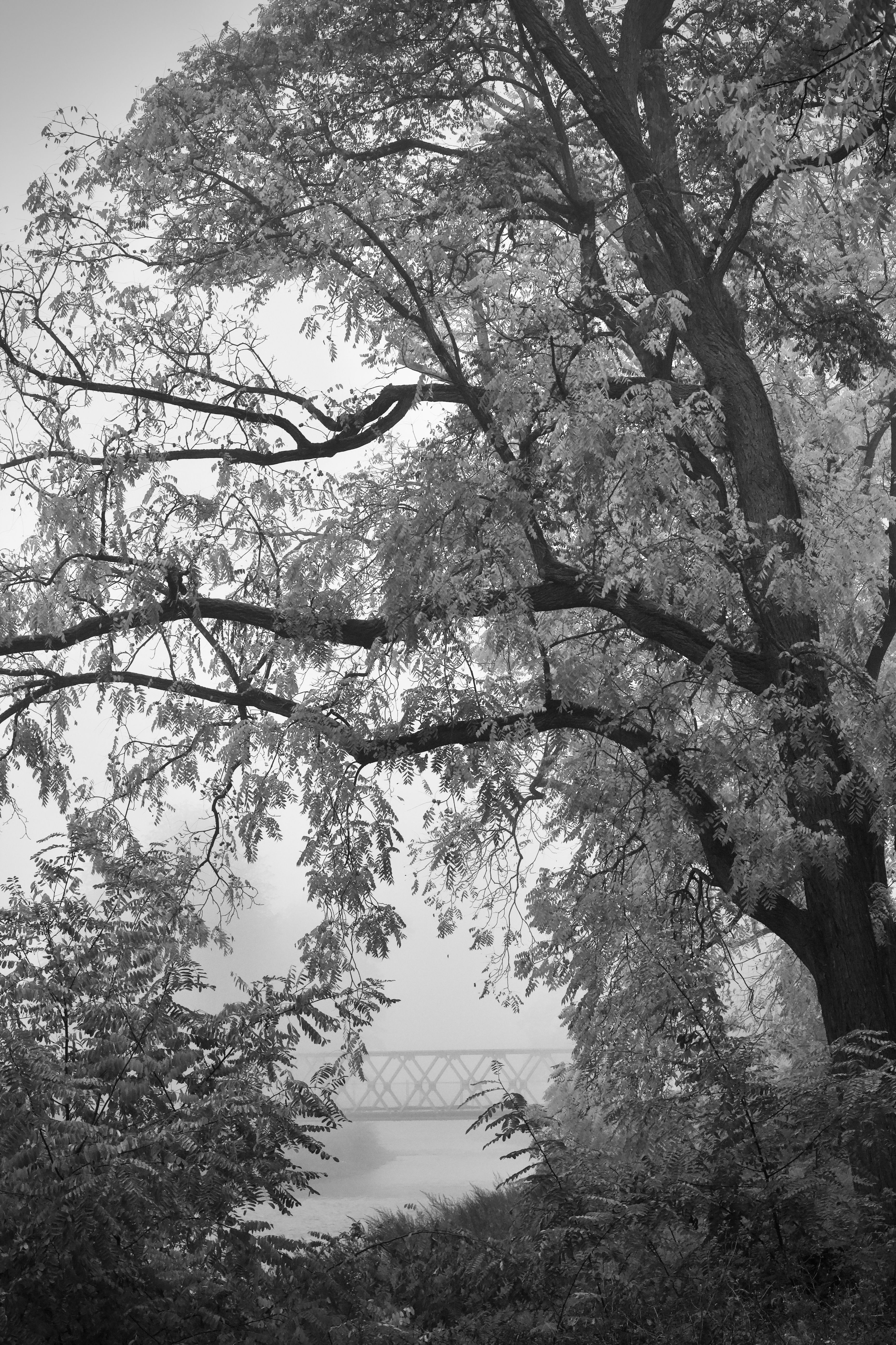 Moody Black and White Landscape with Bridge · Free Stock Photo