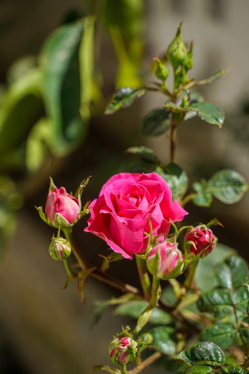 Free Close-up of vibrant pink roses blooming outdoors in Jerusalem, capturing nature's beauty and vivid colors. Stock Photo