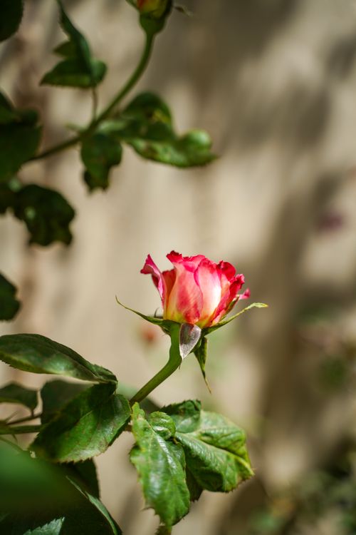 Free Close-up of a blooming pink rosebud with vibrant green leaves in a sunlit garden setting. Stock Photo