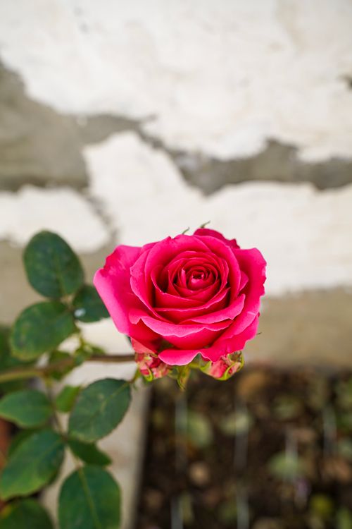 Free A beautiful pink rose in full bloom stands out against a rustic wall, showcasing nature's elegance. Stock Photo