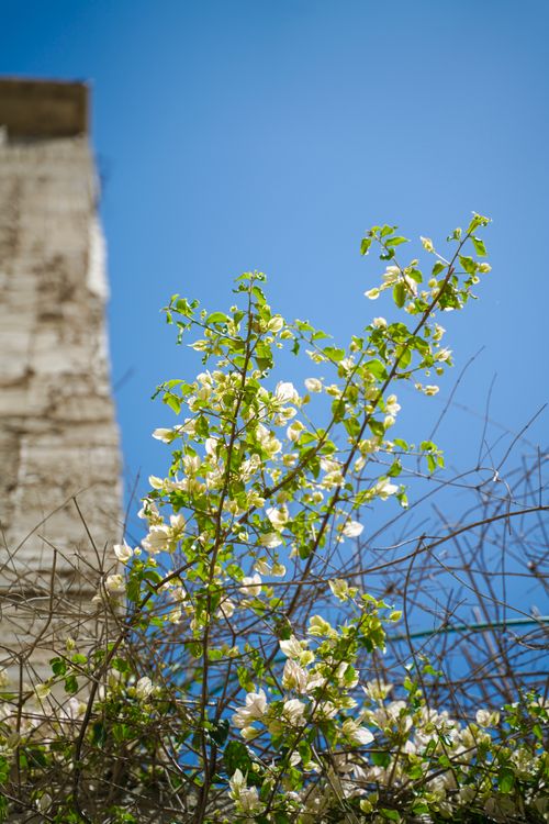 Free Vibrant green and white blossoms climb a historic wall under a clear blue sky in Jerusalem. Stock Photo